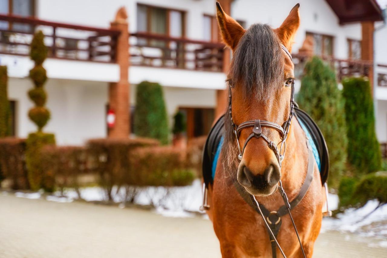 Hotel Domeniul Dracula Daneş Zewnętrze zdjęcie